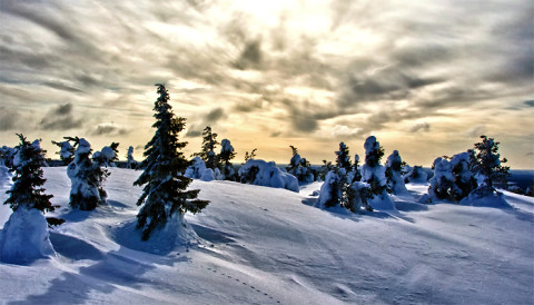 Sneeuwwandelen tussen de bossen en meren van Finland