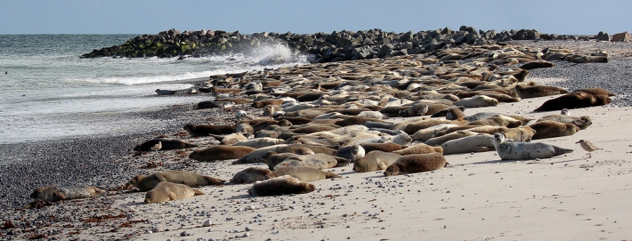 Honderden zeehonden op Düne (foto Oliver, flickr)