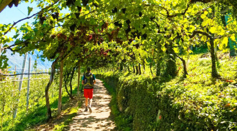 ECKTIV selectie: Vijf wandelreizen door bijzondere wijnregio’s
