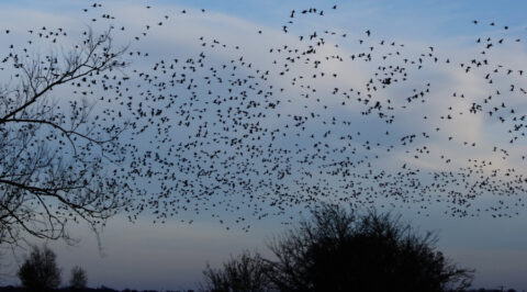 11 febr: Ganzen spotten voor vroege vogels op ‘t Gelders Eiland